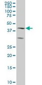 Monoclonal Anti-ELF3, (C-terminal) antibody produced in mouse clone 1D8, purified immunoglobulin, buffered aqueous solution