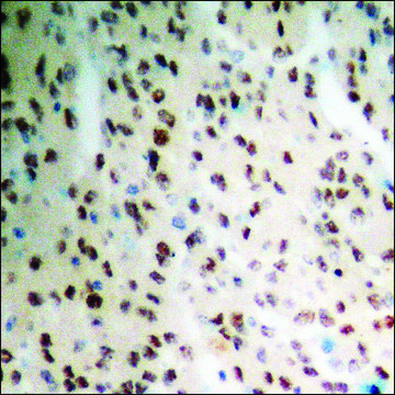 Anti-phospho-SREBP-1 (pSer439) antibody produced in rabbit affinity isolated antibody