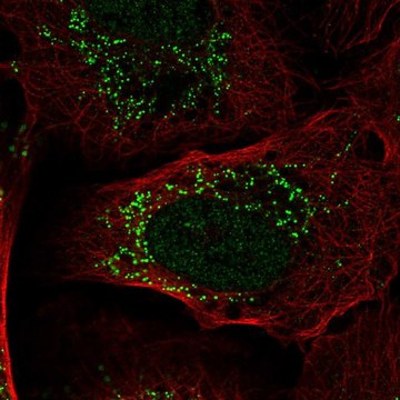 Anti-PIK3R3 antibody produced in rabbit Prestige Antibodies&#174; Powered by Atlas Antibodies, affinity isolated antibody