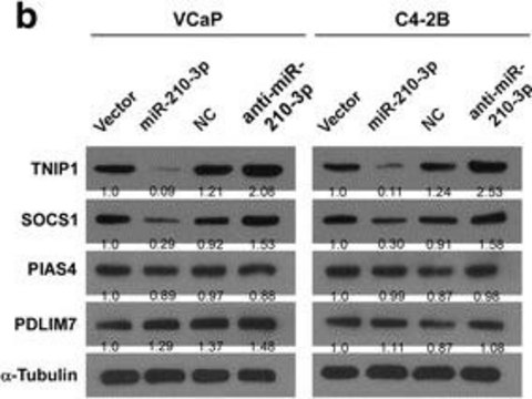 Anti-PDLIM7 antibody produced in mouse purified immunoglobulin, buffered aqueous solution