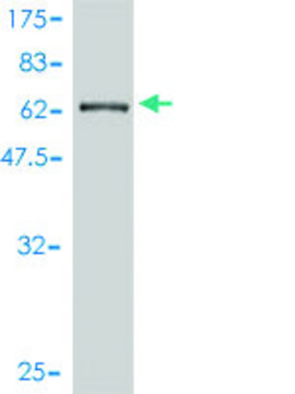 Monoclonal Anti-CTNNA3 antibody produced in mouse clone 3F4-1B11, purified immunoglobulin, buffered aqueous solution