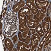 Anti-PEX5 antibody produced in rabbit Prestige Antibodies&#174; Powered by Atlas Antibodies, affinity isolated antibody, buffered aqueous glycerol solution