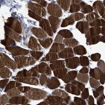 Anti-USP29 antibody produced in rabbit Prestige Antibodies&#174; Powered by Atlas Antibodies, affinity isolated antibody, buffered aqueous glycerol solution