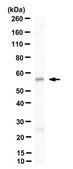Anti-GABA(A) Receptor &#945;2 Antibody, clone N399/19 clone N399/19, from mouse