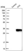 Anti-CA3 antibody produced in rabbit Prestige Antibodies&#174; Powered by Atlas Antibodies, affinity isolated antibody, buffered aqueous glycerol solution, Ab2