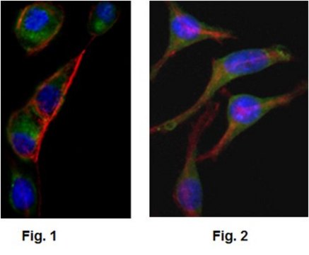 Anti-GOT2, clone 3E9 Antibody ascites fluid, clone 3E9, from mouse