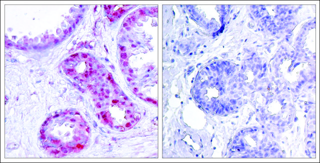 Anti-phospho-JUN (pSer243) antibody produced in rabbit affinity isolated antibody