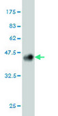 ANTI-GRK6 antibody produced in mouse clone 8D9, purified immunoglobulin, buffered aqueous solution