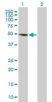 Anti-SOCS5 antibody produced in rabbit purified immunoglobulin, buffered aqueous solution