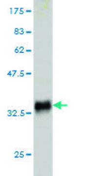 Monoclonal Anti-SLURP1 antibody produced in mouse clone 4D1, purified immunoglobulin, buffered aqueous solution