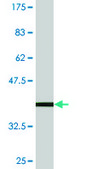 Monoclonal Anti-NUP43, (C-terminal) antibody produced in mouse clone 2G5, purified immunoglobulin, buffered aqueous solution