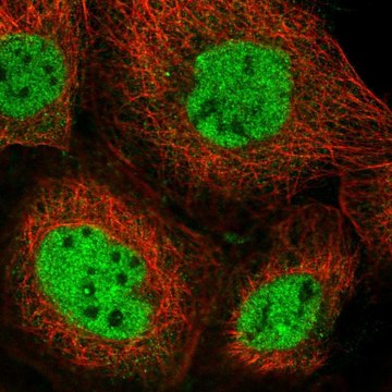 Anti-NCOA6 antibody produced in rabbit Prestige Antibodies&#174; Powered by Atlas Antibodies, affinity isolated antibody