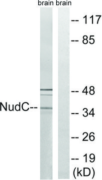 Anti-NUDC antibody produced in rabbit affinity isolated antibody