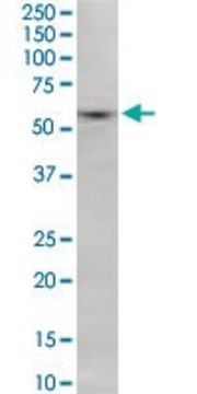 Monoclonal Anti-SNX8 antibody produced in mouse clone 3B6, purified immunoglobulin, buffered aqueous solution