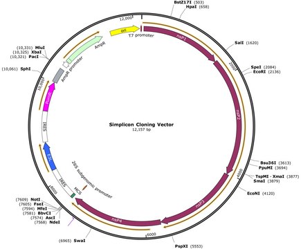 Simplicon Cloning Vector (E3L) for expression of the target gene(s) in transfected cells without the risk of genome integration