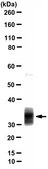 Anti-BST-2 Antibody, clone Mab-c48