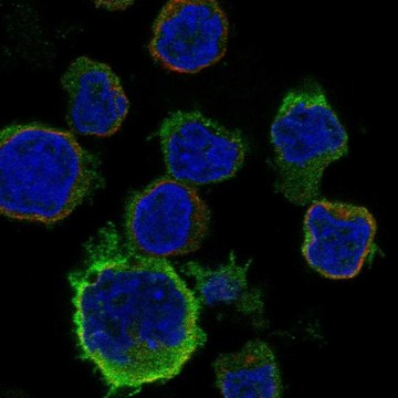 Anti-Ccr2 Antibody Produced In Rabbit Prestige Antibodies&#174; Powered by Atlas Antibodies, affinity isolated antibody, buffered aqueous glycerol solution