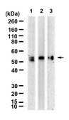 Anti-Dopamine D1 receptor Antibody, clone 2L4 ZooMAb&#174; Rabbit Monoclonal recombinant, expressed in HEK 293 cells