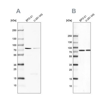 Anti-ATP6V1A antibody produced in rabbit Prestige Antibodies&#174; Powered by Atlas Antibodies, affinity isolated antibody