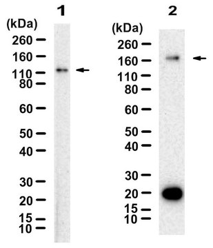 Anti-CD103 Antibody, clone 1I14 ZooMAb&#174; Rabbit Monoclonal recombinant, expressed in HEK 293 cells