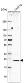 Anti-TMEM126B antibody produced in rabbit Prestige Antibodies&#174; Powered by Atlas Antibodies, affinity isolated antibody, buffered aqueous glycerol solution