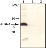Anti-TRB3 (N-terminal) antibody produced in rabbit affinity isolated antibody, buffered aqueous solution