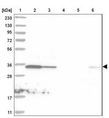 Anti-C1orf74 antibody produced in rabbit Prestige Antibodies&#174; Powered by Atlas Antibodies, affinity isolated antibody, buffered aqueous glycerol solution