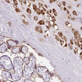 Anti-PAPPA2 antibody produced in rabbit Prestige Antibodies&#174; Powered by Atlas Antibodies, affinity isolated antibody, buffered aqueous glycerol solution
