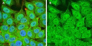 Anti-STAT1 (alpha &amp; beta) clone 3G14 ZooMAb&#174; Rabbit Monoclonal recombinant, expressed in HEK 293 cells