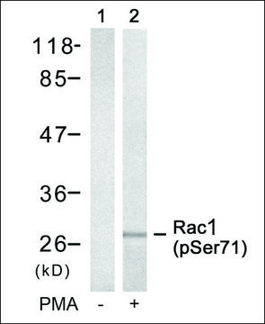 Anti-phospho-RAC1 (pSer71) antibody produced in rabbit affinity isolated antibody