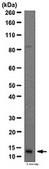 Anti-SUMO 2/3 Antibody from rabbit, purified by affinity chromatography