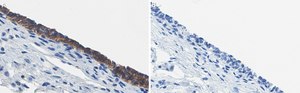 Anti-ErbB2/HER-2 Antibody, clone 1B13 ZooMAb&#174; Rabbit Monoclonal recombinant, expressed in HEK 293 cells