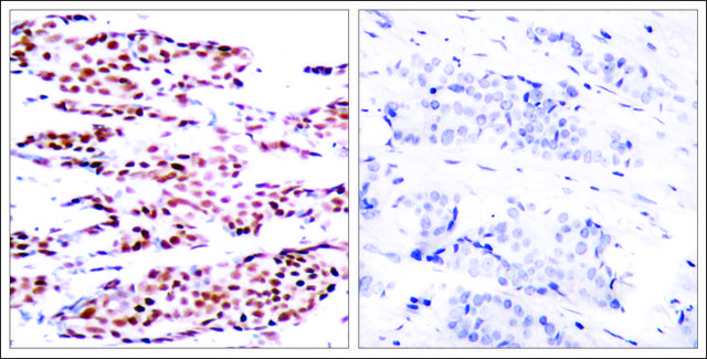 Anti-phospho-JUNB (pSer79) antibody produced in rabbit affinity isolated antibody