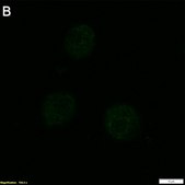 Anti-TNF&#945; Antibody, clone 2E3 ZooMAb&#174; Rabbit Monoclonal recombinant, expressed in HEK 293 cells