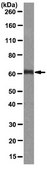 Anti-p62 (Sequestosome-1) Antibody, clone 11C9.2 clone 11C9.2, from mouse