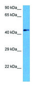 Anti-INHBA (N-terminal) antibody produced in rabbit affinity isolated antibody