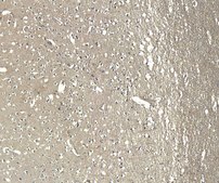 Anti-AIF1/IBA1 (Isoforms 1 and 3) antibody produced in goat affinity isolated antibody, buffered aqueous solution