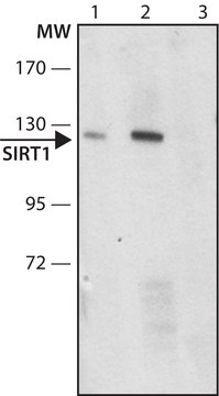 Anti-SIRT1 antibody produced in rabbit ~1.0&#160;mg/mL, affinity isolated antibody, buffered aqueous solution