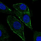 Anti-PTRF antibody produced in rabbit Prestige Antibodies&#174; Powered by Atlas Antibodies, affinity isolated antibody, buffered aqueous glycerol solution