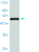 Monoclonal Anti-HPX antibody produced in mouse clone 3A9-1A9, purified immunoglobulin, buffered aqueous solution