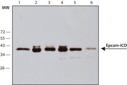 Anti-EpCAM ICD antibody, Mouse monoclonal clone 4A7, purified from hybridoma cell culture