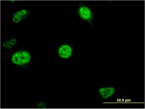 Monoclonal Anti-CDC20B antibody produced in mouse clone 2F2, purified immunoglobulin, buffered aqueous solution