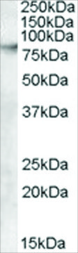 Anti-ABCB5 antibody produced in goat affinity isolated antibody, buffered aqueous solution