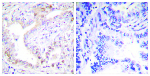 Anti-Lamin A (Cleaved-Asp230) antibody produced in rabbit affinity isolated antibody