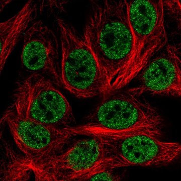 Anti-HOXD1 antibody produced in rabbit Prestige Antibodies&#174; Powered by Atlas Antibodies, affinity isolated antibody