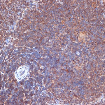 Anti-PI3 Kinase p110 delta antibody produced in rabbit