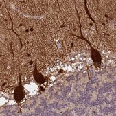 Anti-PVALB antibody produced in rabbit Prestige Antibodies&#174; Powered by Atlas Antibodies, affinity isolated antibody, buffered aqueous glycerol solution