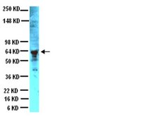 Anticorps anti-périphérine serum, Chemicon&#174;
