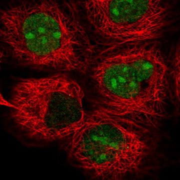 Anti-TYW1 antibody produced in rabbit Prestige Antibodies&#174; Powered by Atlas Antibodies, affinity isolated antibody