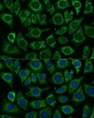 Anti-IDH2 antibody produced in rabbit